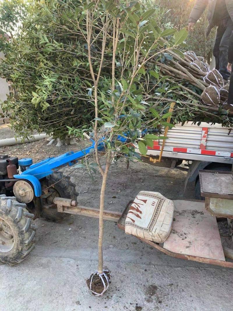 精品桂花树3公分～6公分桂花树基地供货大小批发