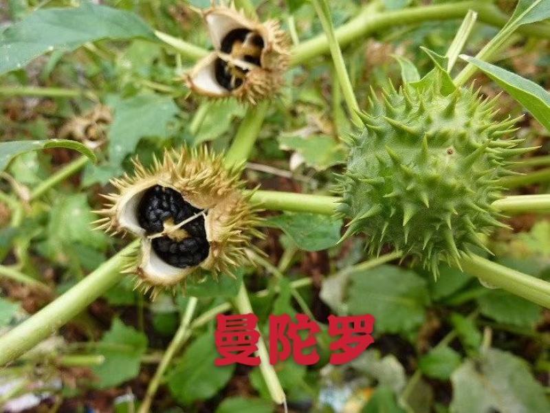 曼陀罗种子。辽宁产。籽粒饱满。颜色纯黑质量杠杠的