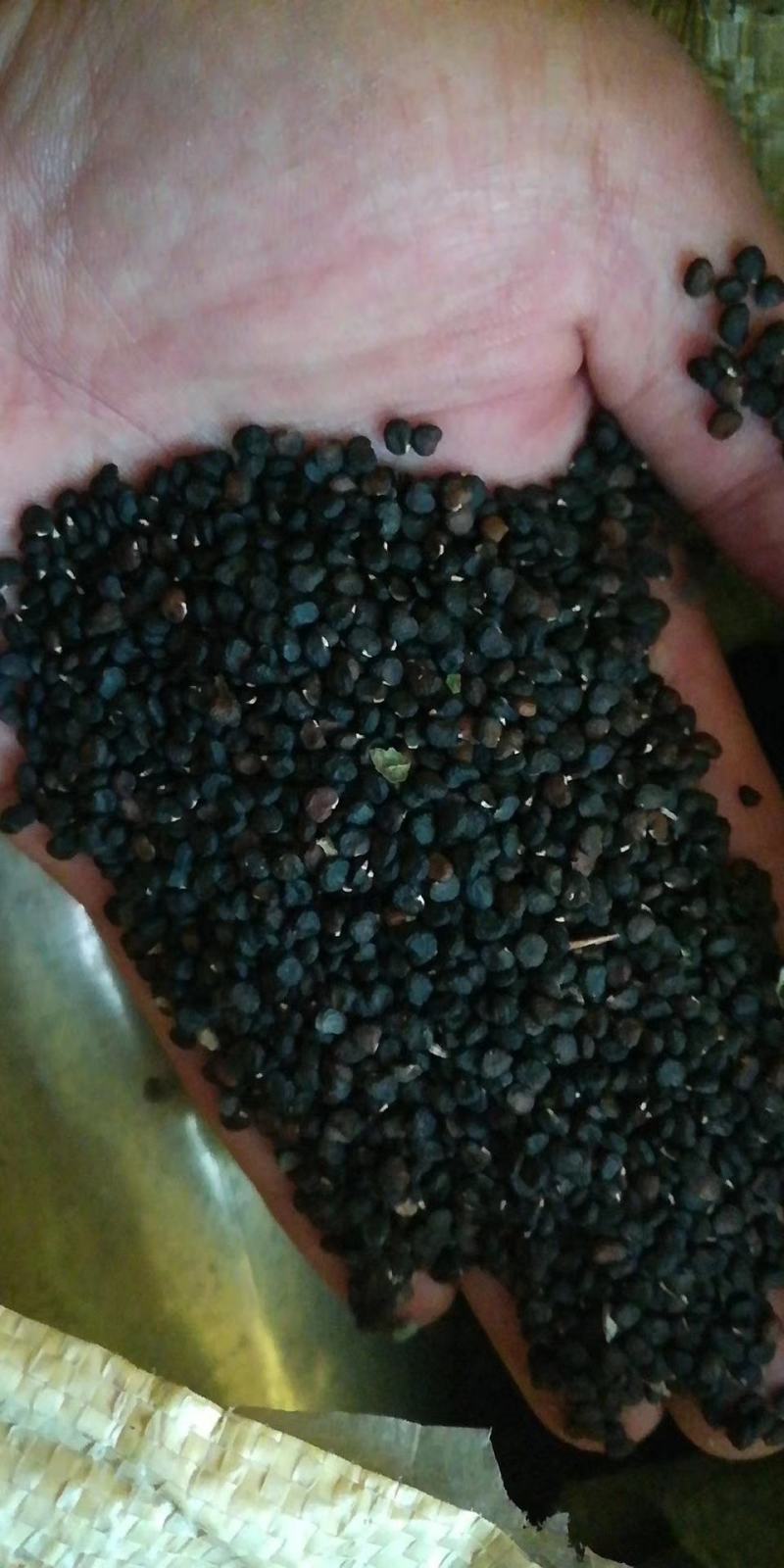 曼陀罗种子。辽宁产。籽粒饱满。颜色纯黑质量杠杠的