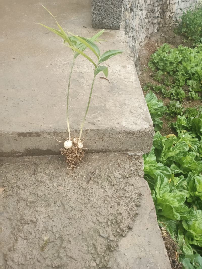 优质黄精，白芨，贝母种苗零售批发