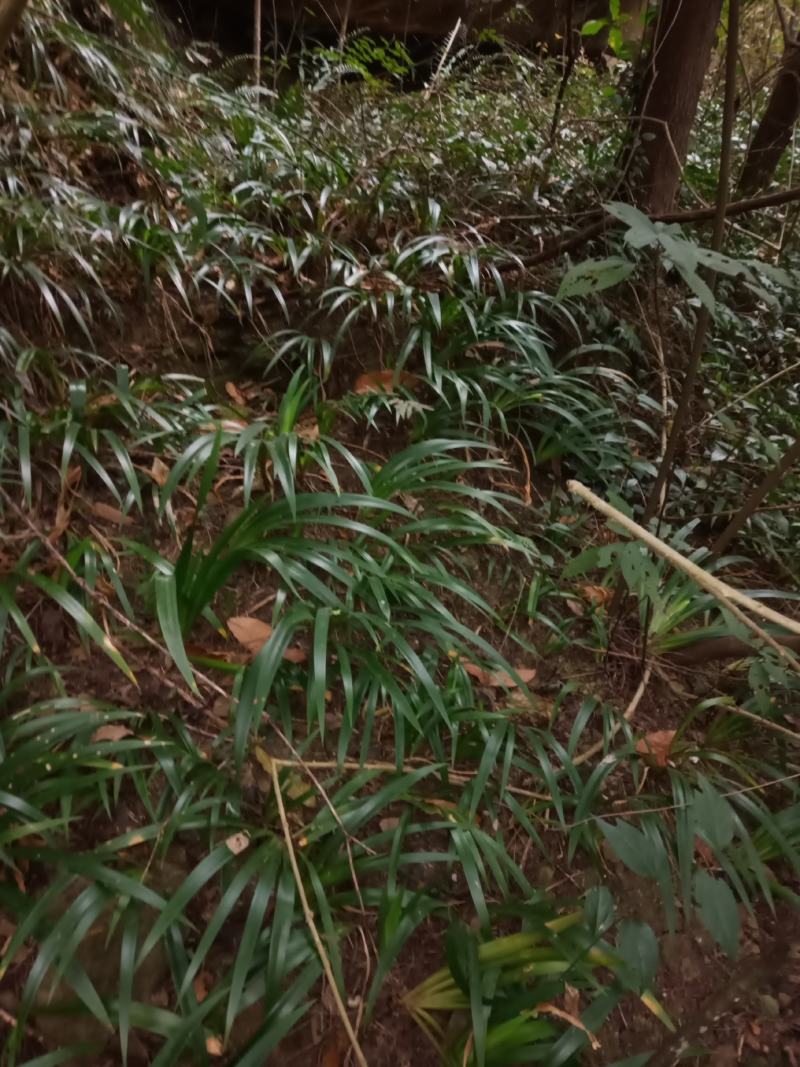 射干苗，大山沟沟的，野生的鲜活，干货