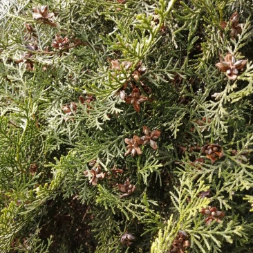 侧柏种子。辽宁货质量杠杠。籽粒饱满净度好。