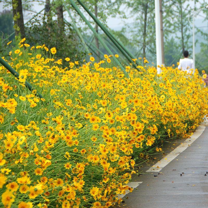 大花金鸡菊种子四季种野菊花种子花海绿化多年生宿根花草种子