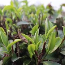 2021春茶红茶英红九号英德红茶老树红茶