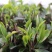 2021春茶红茶英红九号英德红茶老树红茶