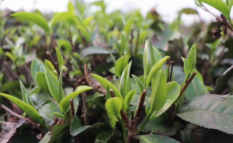 2021春茶红茶英红九号英德红茶老树红茶