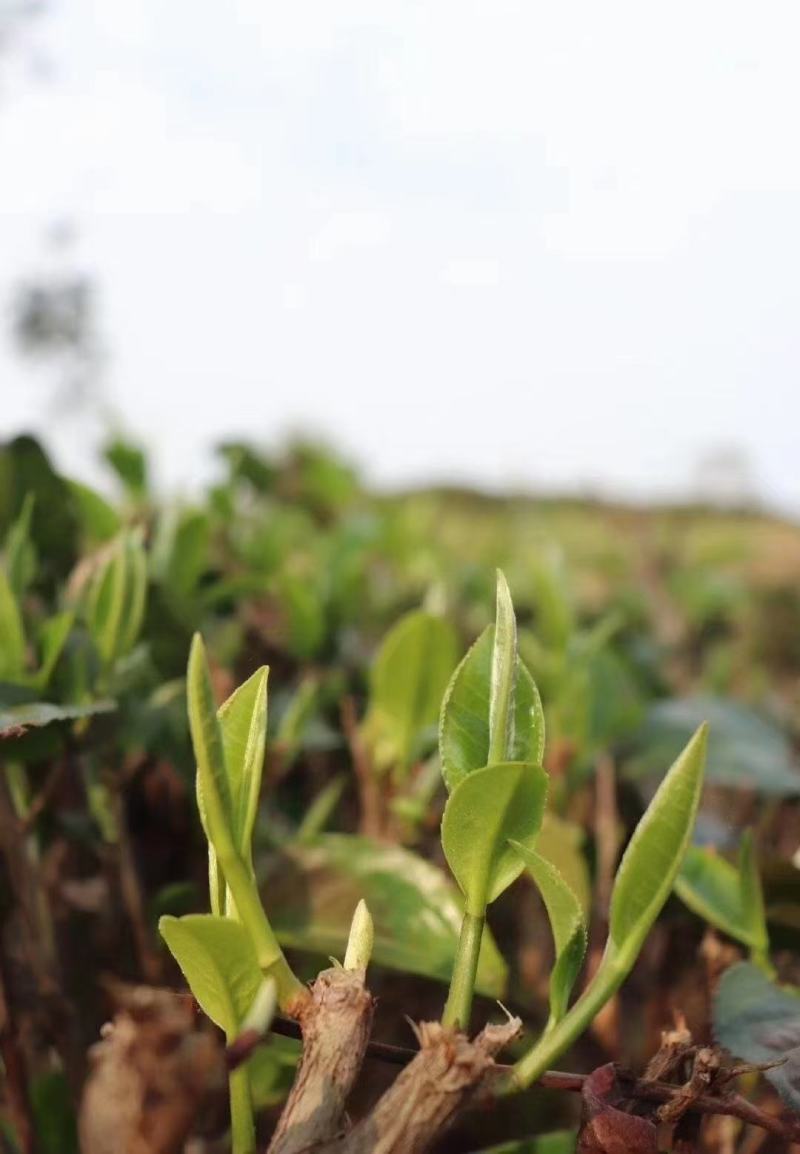 2021春茶红茶英红九号英德红茶老树红茶