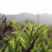 2021春茶红茶英红九号英德红茶老树红茶