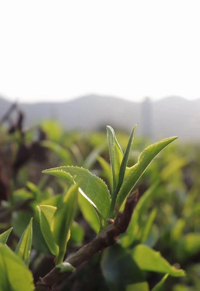 2021春茶红茶英红九号英德红茶老树红茶