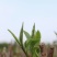 2021春茶红茶英红九号英德红茶老树红茶
