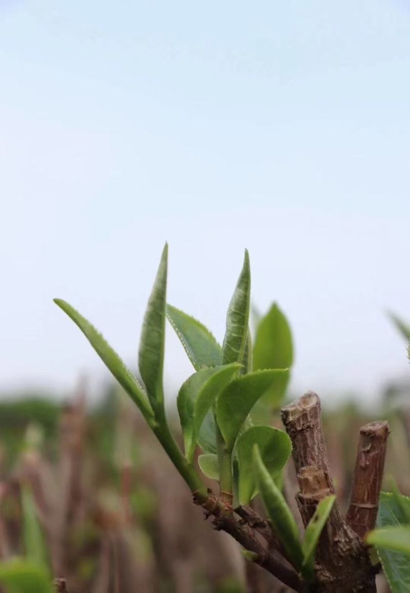 2021春茶红茶英红九号英德红茶老树红茶