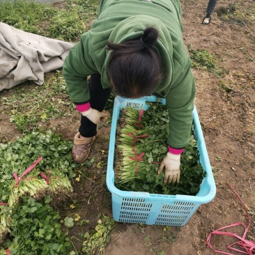 香菜好的香菜大小香菜都有