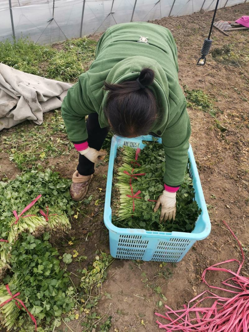 香菜好的香菜大小香菜都有