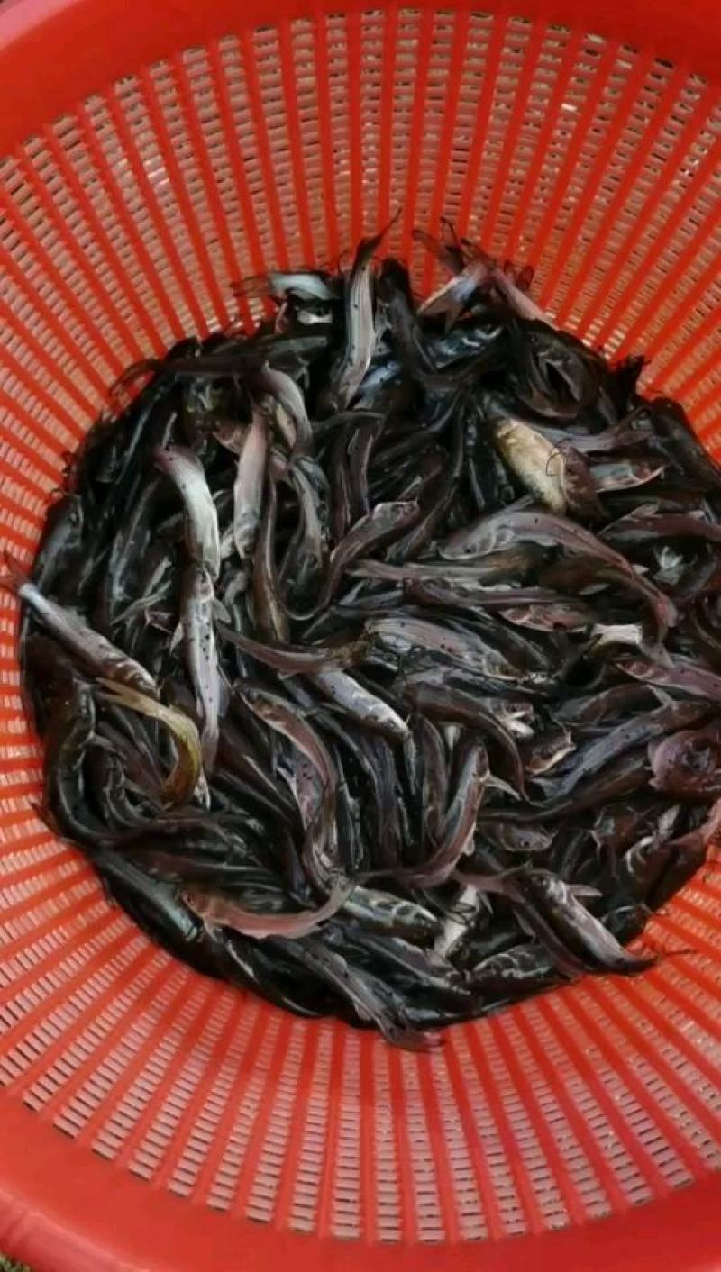 热销】斑点叉尾鮰鱼苗，包质、包量、包安全送达