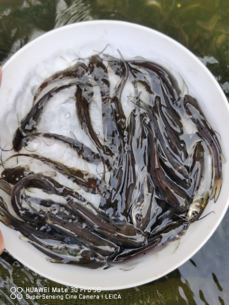 热销】斑点叉尾鮰鱼苗，包质、包量、包安全送达