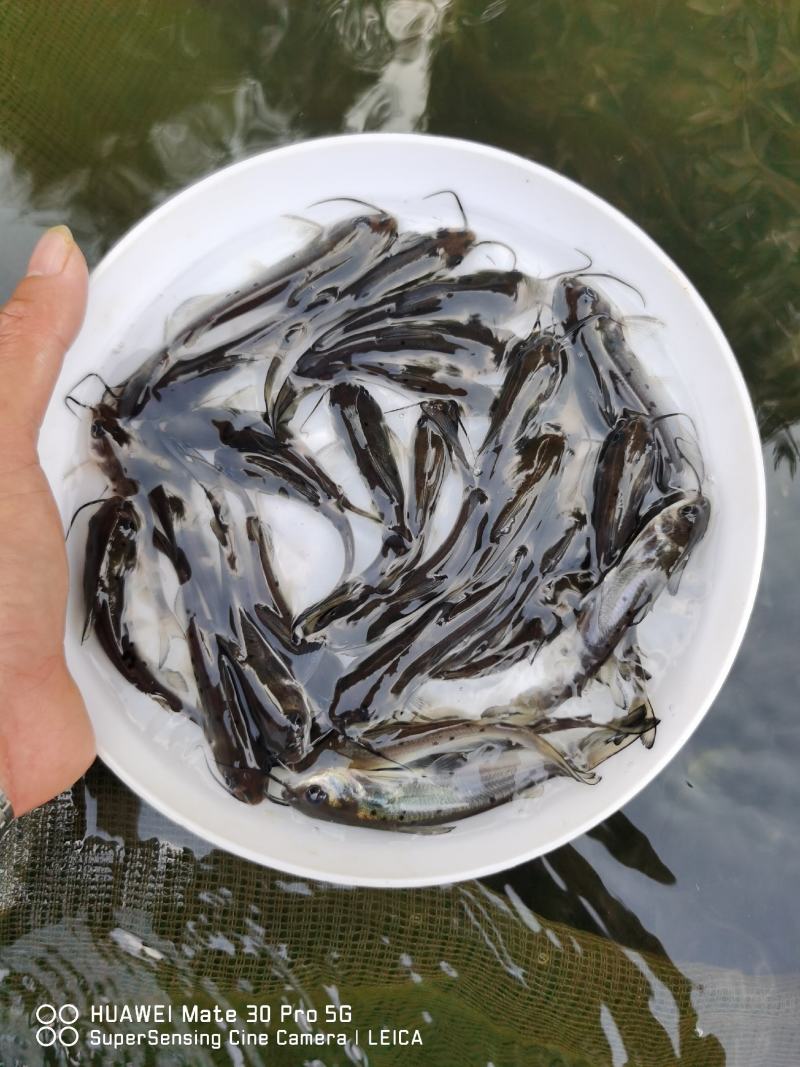 热销】斑点叉尾鮰鱼苗，包质、包量、包安全送达