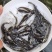 热销】斑点叉尾鮰鱼苗,包质、包量、包安全送达