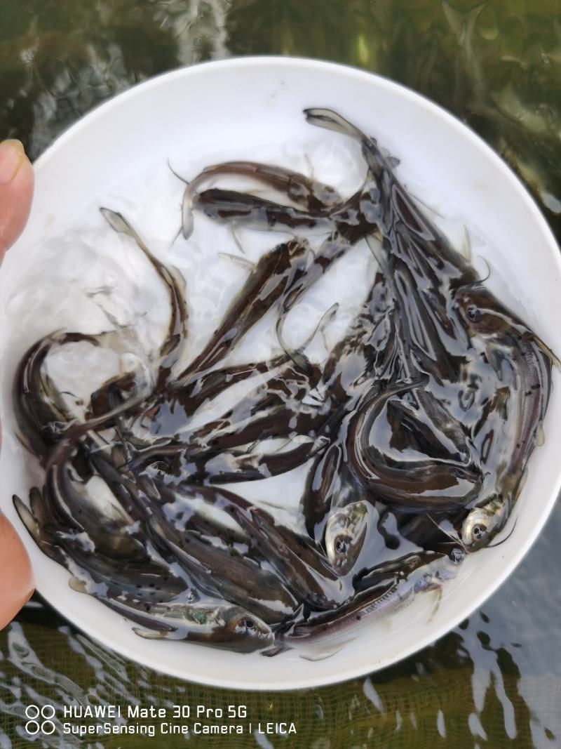 热销】斑点叉尾鮰鱼苗，包质、包量、包安全送达