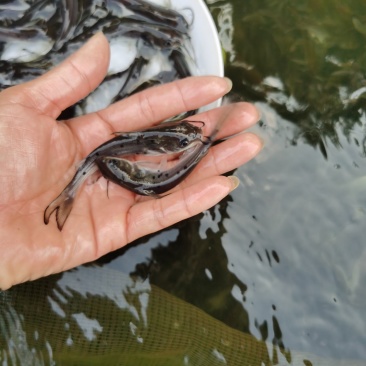 热销】斑点叉尾鮰鱼苗,包质、包量、包安全送达