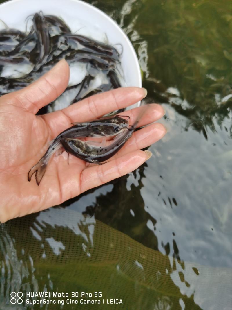 热销】斑点叉尾鮰鱼苗，包质、包量、包安全送达