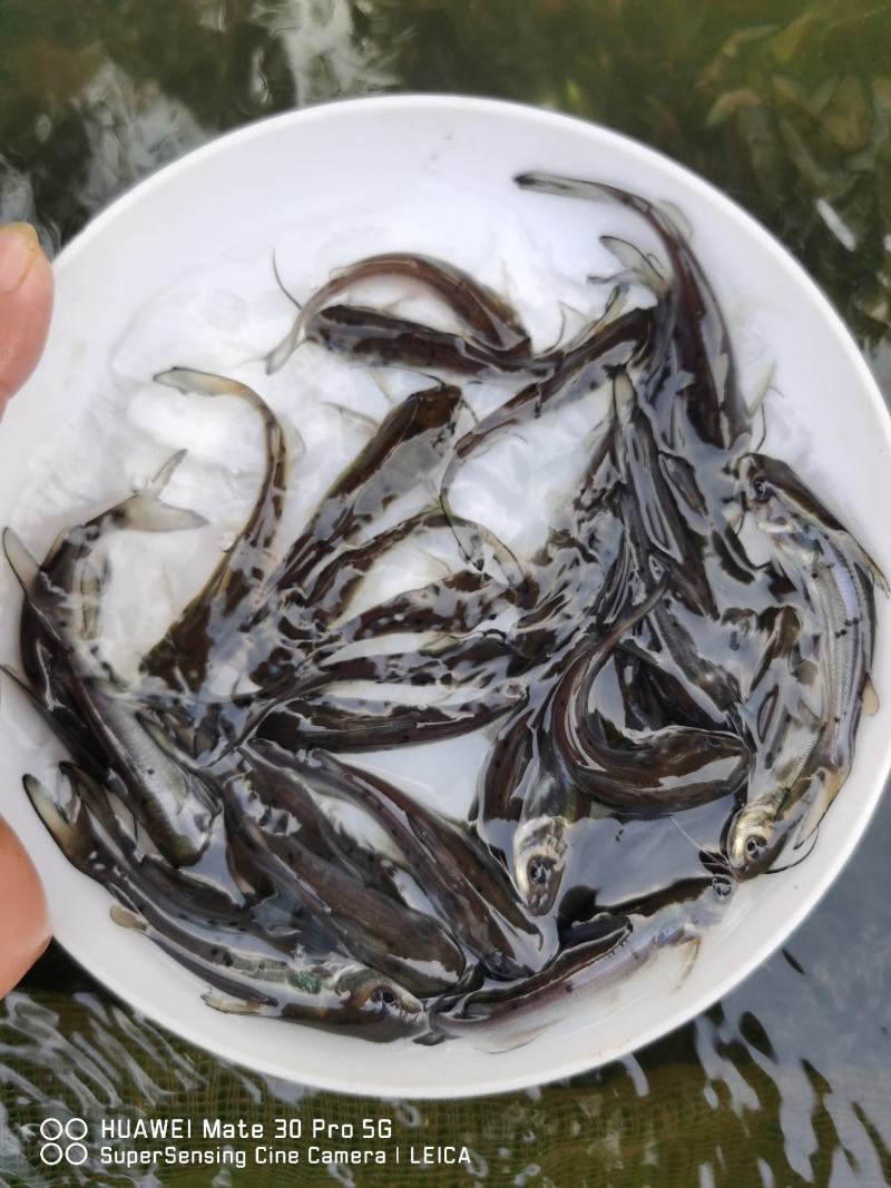 热销】斑点叉尾鮰鱼苗，包质、包量、包安全送达