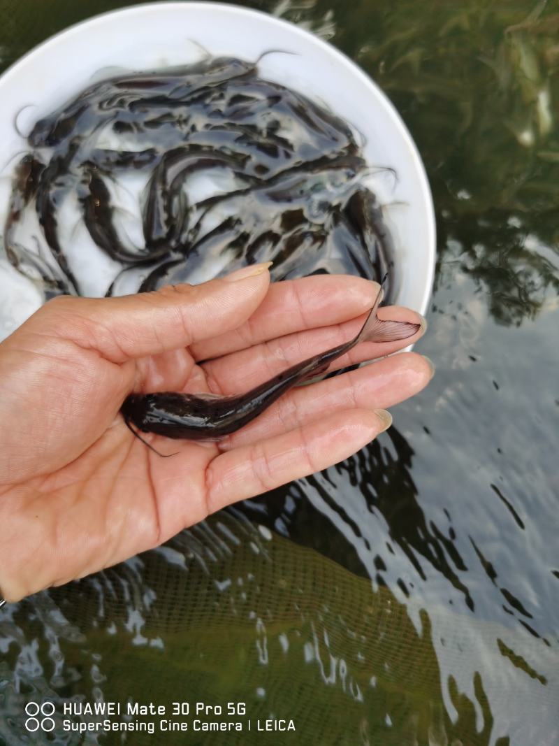热销】斑点叉尾鮰鱼苗，包质、包量、包安全送达