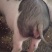 巴马香猪怀孕母猪，后备小母香猪，四川成都彭州市蒙阳镇。