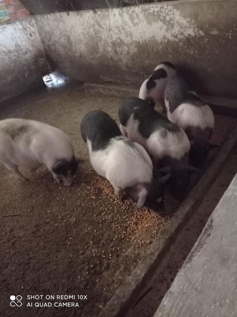 巴马香猪怀孕母猪，后备小母香猪，四川成都彭州市蒙阳镇。