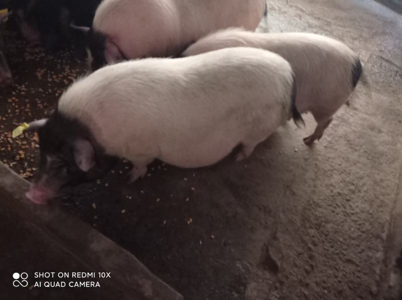 巴马香猪怀孕母猪，后备小母香猪，四川成都彭州市蒙阳镇。