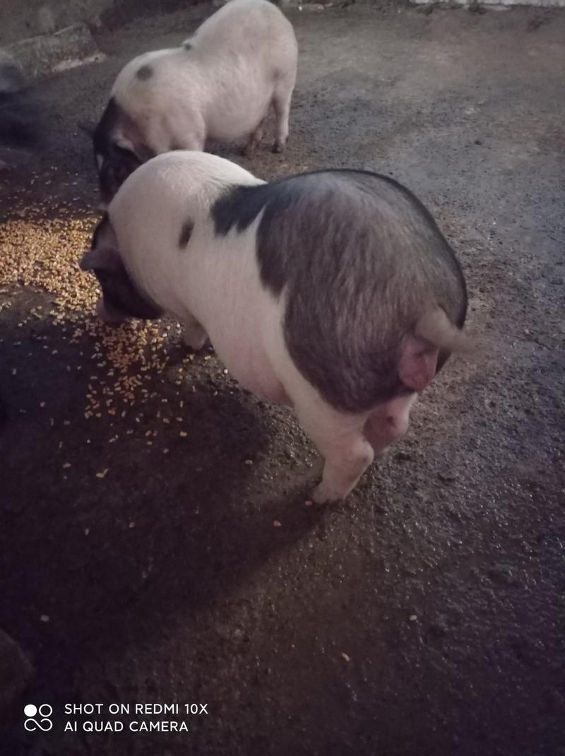 巴马香猪怀孕母猪，后备小母香猪，四川成都彭州市蒙阳镇。