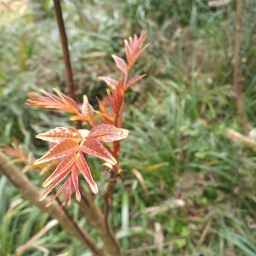 自产自销的香椿芽，香脆可口。