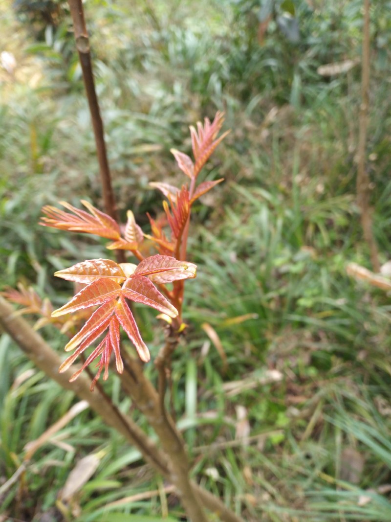 自产自销的香椿芽，香脆可口。