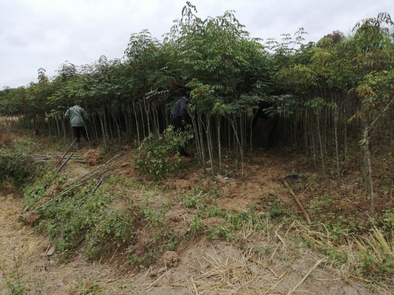 苗木新品种（野鸦椿）—绿化与药用合一体苗木