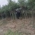 苗木新品种（野鸦椿）—绿化与药用合一体苗木
