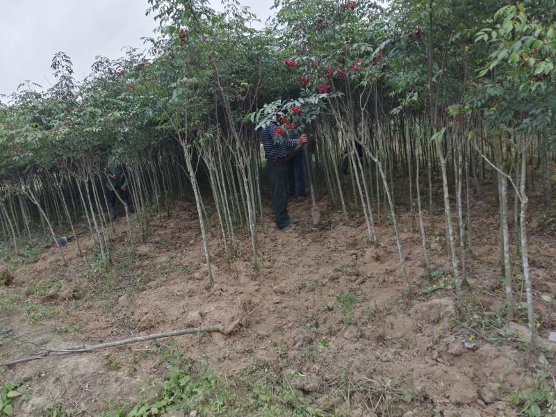 苗木新品种（野鸦椿）—绿化与药用合一体苗木