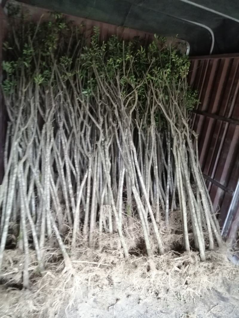 苗木新品种（野鸦椿）—绿化与药用合一体苗木