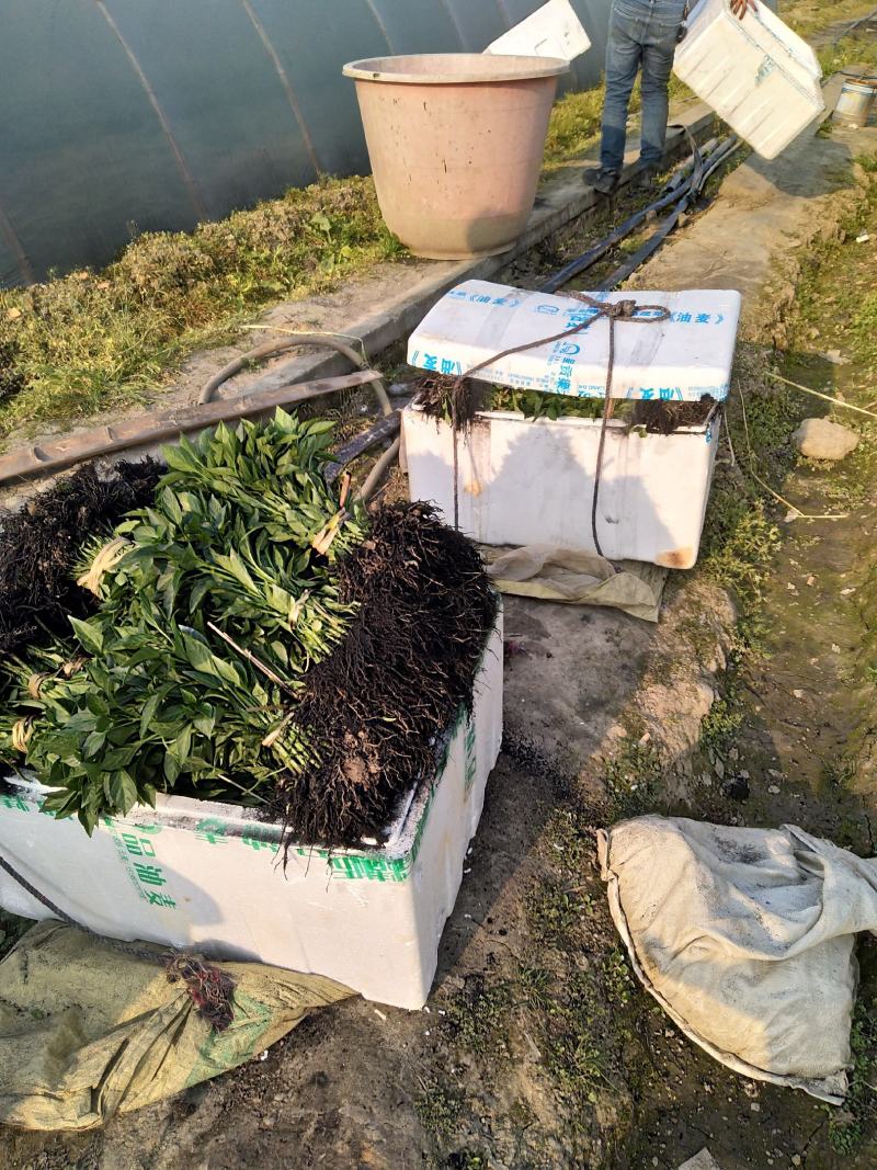 【基地直销】醴东合作社优质线椒苗，川椒苗，牛角椒