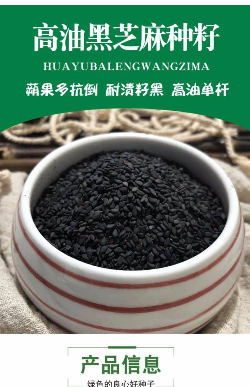 黑芝麻种子信研高产黑芝麻种子高产高油养生黑芝麻种子