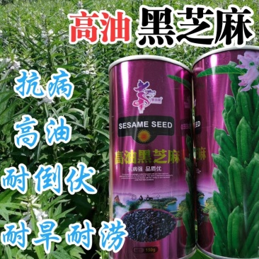 黑芝麻种子信研高产黑芝麻种子高产高油养生黑芝麻种子