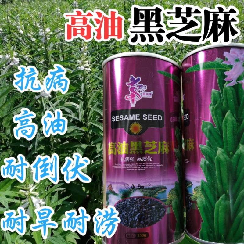 黑芝麻种子信研高产黑芝麻种子高产高油养生黑芝麻种子