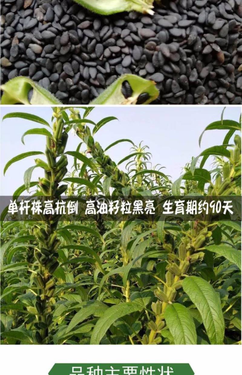 黑芝麻种子信研高产黑芝麻种子高产高油养生黑芝麻种子