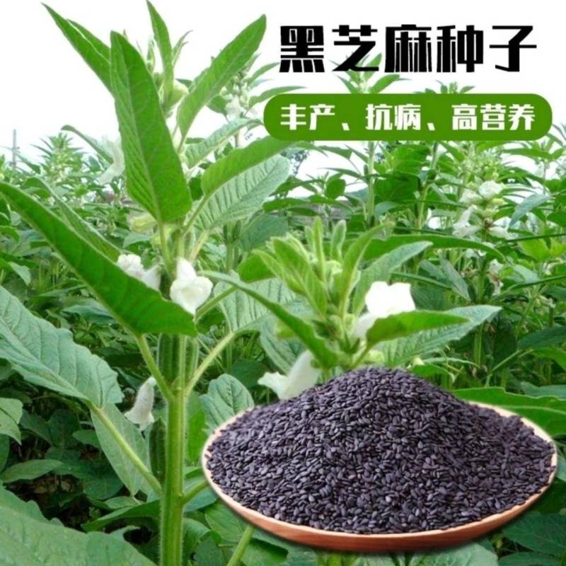 黑芝麻种子信研高产黑芝麻种子高产高油养生黑芝麻种子