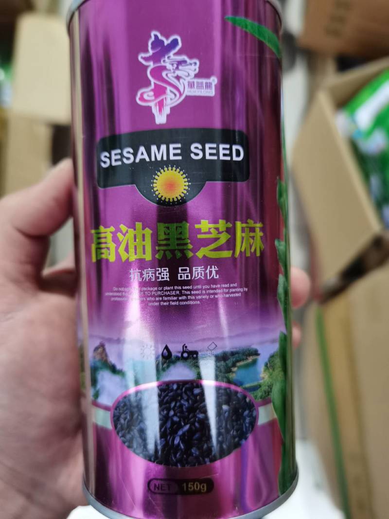 黑芝麻种子信研高产黑芝麻种子高产高油养生黑芝麻种子