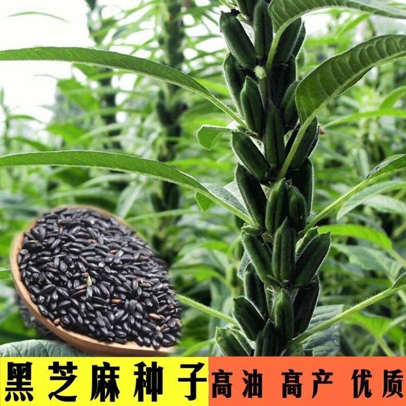 黑芝麻种子信研高产黑芝麻种子高产高油养生黑芝麻种子