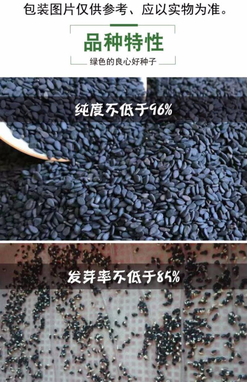 黑芝麻种子信研高产黑芝麻种子高产高油养生黑芝麻种子