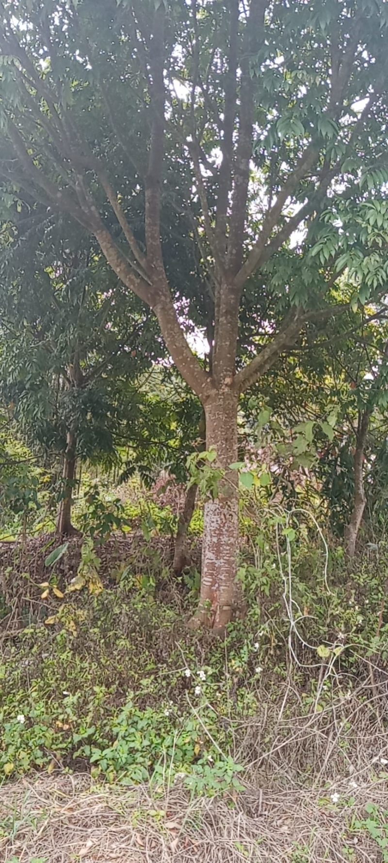 大量出售各种规格园林绿化仁面树