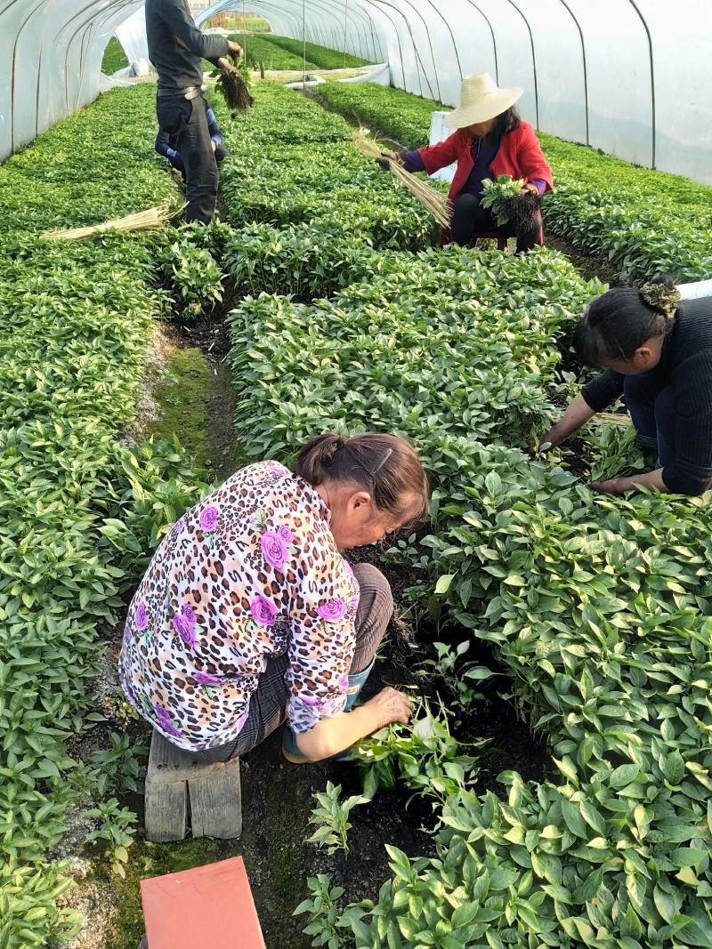 【基地直销】醴东合作社优质线椒苗，川椒苗，牛角椒苗