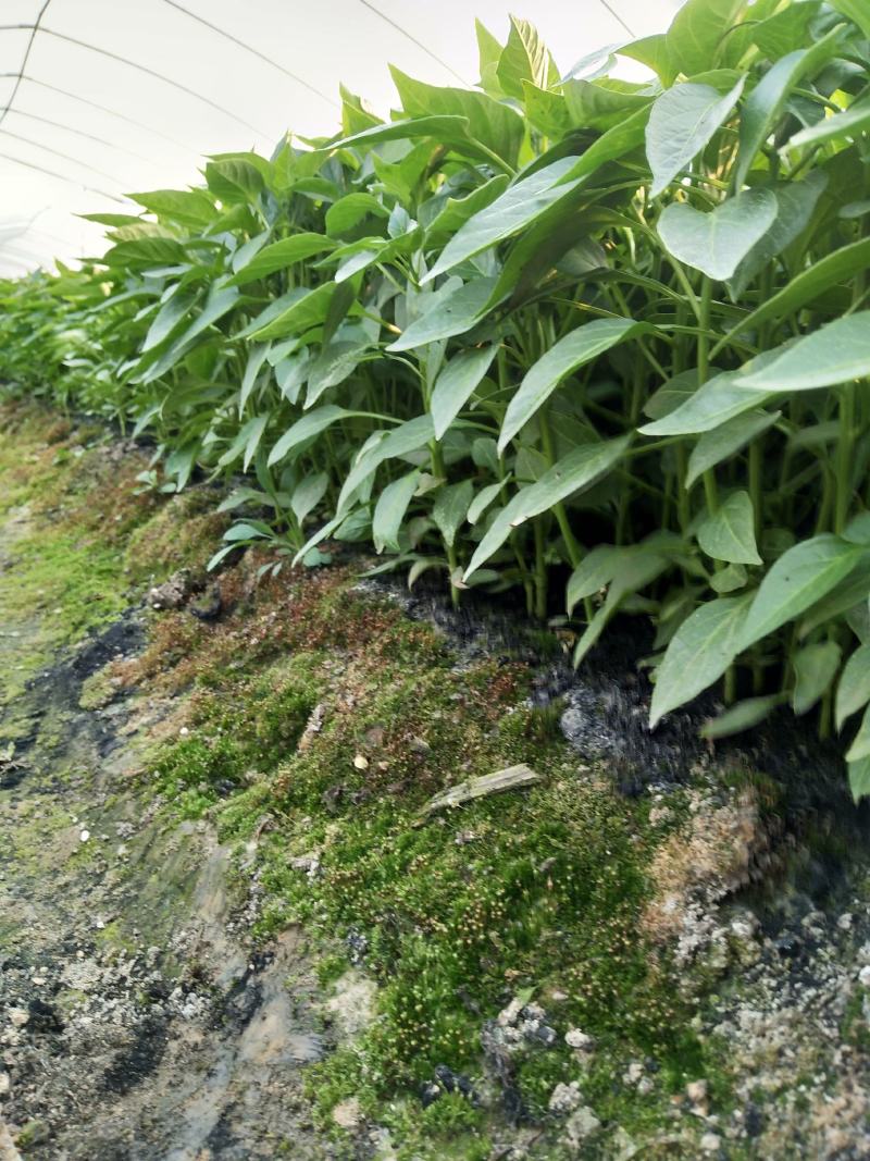 【基地直销】醴东合作社优质线椒苗，川椒苗，牛角椒苗