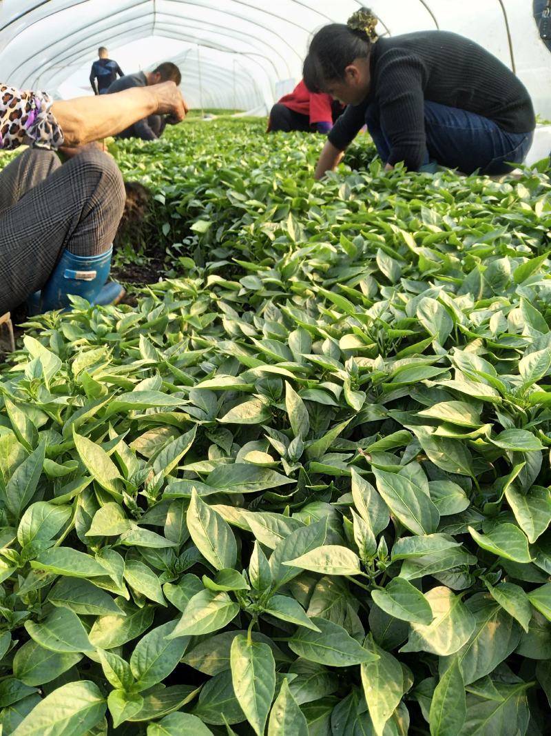 【基地直销】醴东合作社优质线椒苗，川椒苗，牛角椒苗
