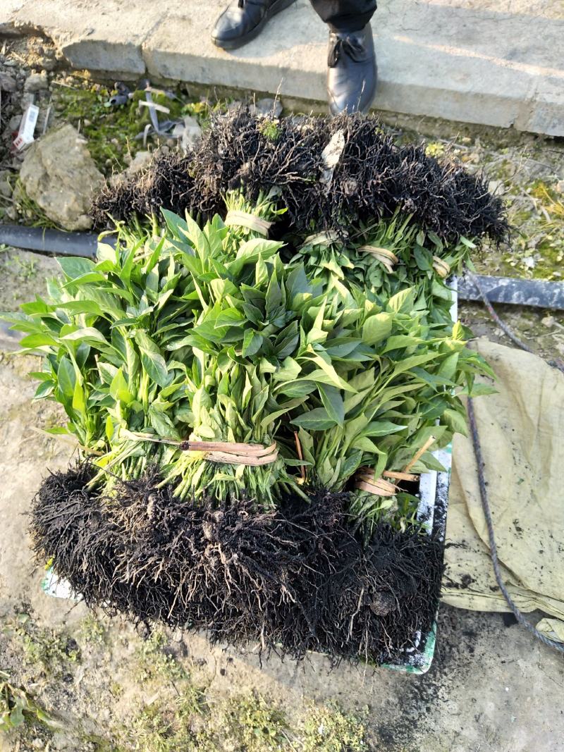 【基地直销】醴东合作社优质线椒苗，川椒苗，牛角椒苗